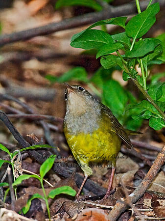 Oporornis agilis  CONNECTICUT WARBLER 6006618z