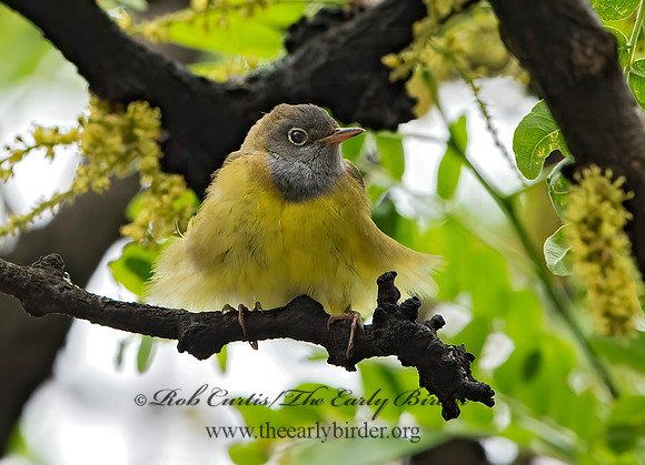 Oporornis agilis  CONNECTICUT WARBLER 9031116z