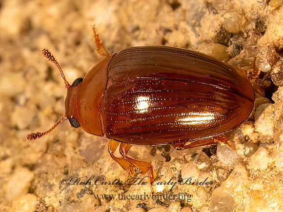 Pseudischyrus extricatus  PLEASING FUNGUS BEETLE 9083969z