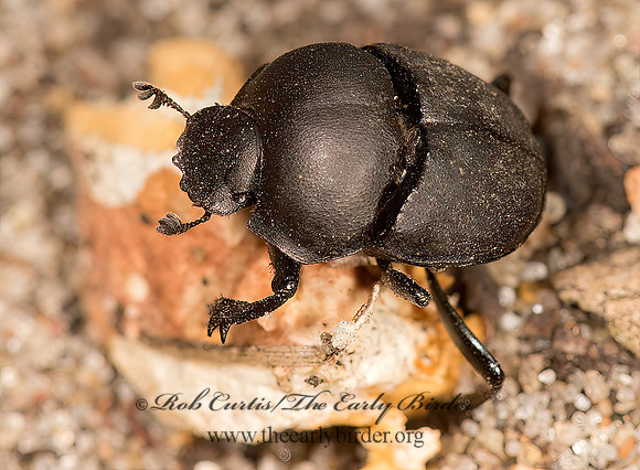 Melanocanthon nigricornis  DELTOCHILINI DUNG BEETLE 9041050z