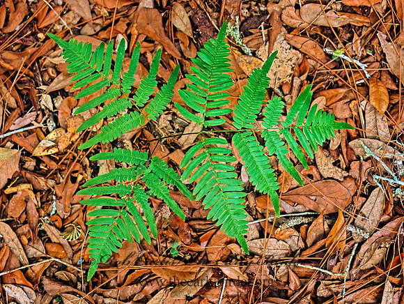 Pteridium aquilinum  BRACKEN FERN 260806z