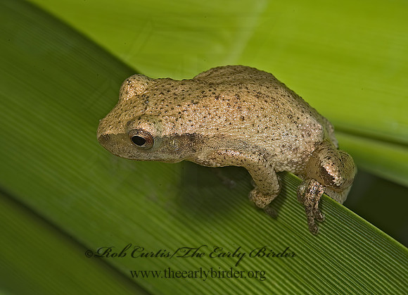 Pseudacris crucifer  SPRING PEEPER 5012834 z