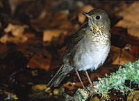 Catharus minimus  GRAY-CHEEKED THRUSH 191625z