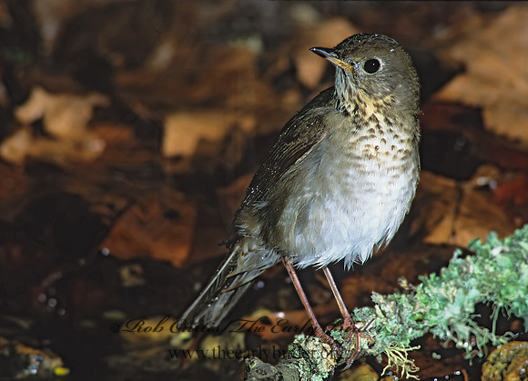 Catharus minimus  GRAY-CHEEKED THRUSH 191625z