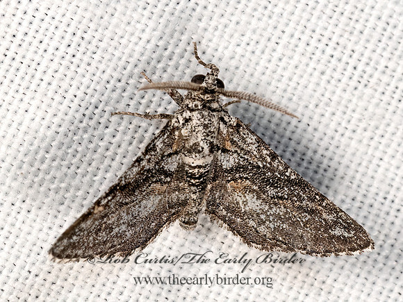 Eubarnesia ritaria  BOARMIINI GEOMETER 3038905z