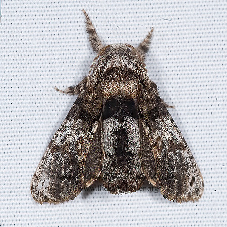 Inguromorpha n-sp COSSID MOTH 7008629z