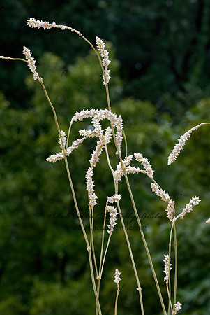 Froelichia floridana  PLAINS SNAKE COTTON  6013696z