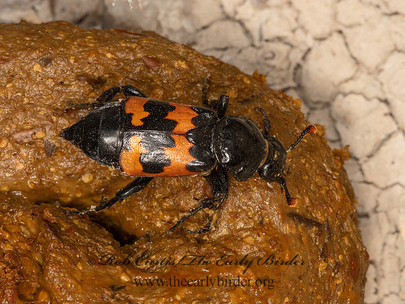 Nicrophorus marginatus SEXTON BEETLE 3023680z