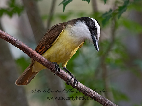 Pitangus sulphuratus  GREAT KISKADEE 3030955z