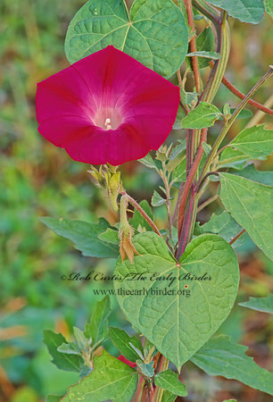 Ipomoea purpurea  COMMON MORNING GLORY 244520z