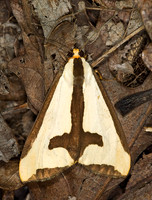 Haploa clymene CLYMENE MOTH 6010957z