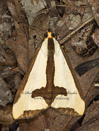 Haploa clymene CLYMENE MOTH 6010957z