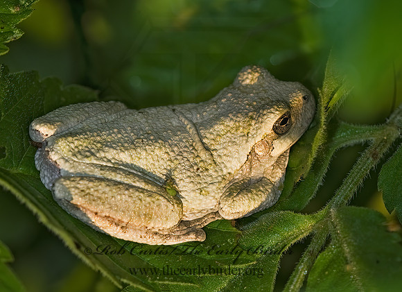 Dryphytes versicolor  GRAY TREEFROG 8007686z