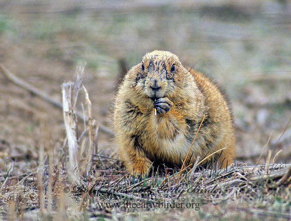 Cynomys gunnisoni  GUNNISON'S PRAIRIE DOG 119504z