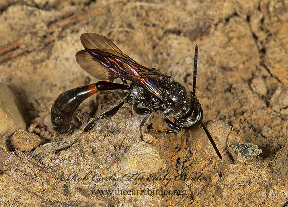 Trypoxylon (Trypargilum)  SQUARE-HEADED WASP 1111015 z