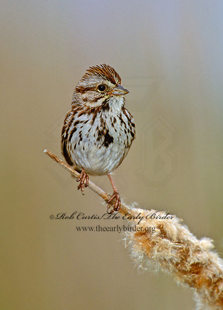 Melospiza melodia  SONG SPARROW 1283118z