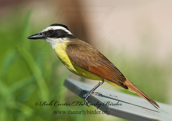 Pitangus sulphuratus  GREAT KISKADEE 7005694z