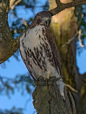 Buteo jamaicensis RED-TAILED HAWK 9091389 (1)