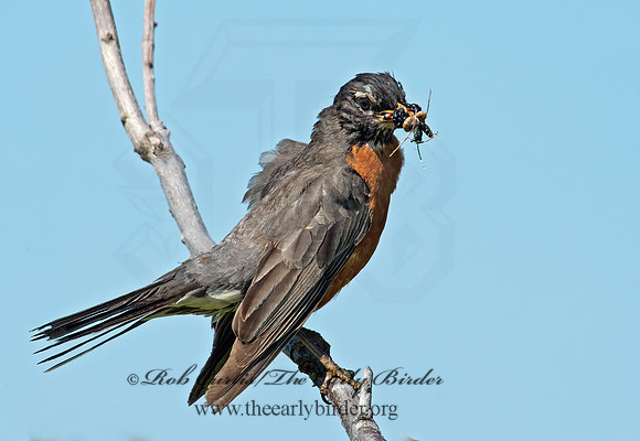 Turdus migratorius  AMERICAN ROBIN 9002507z