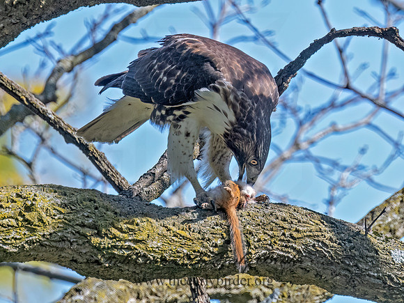 Buteo jamaicensis RED-TAILED HAWK 3047331 (1)