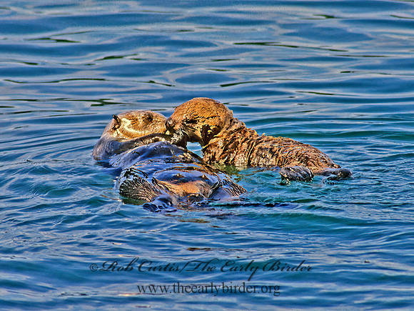 Enhydra lutris kenyoni  NORTHERN SEA OTTER 228536 z
