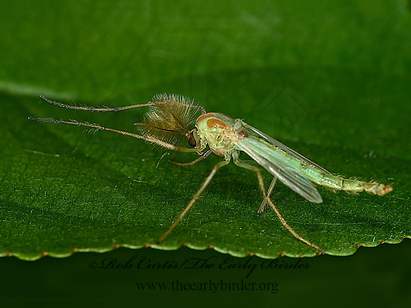 Axarus festivus grp  GREEN CHIRONOMINI MIDGE  8004613z