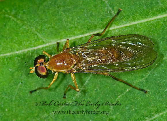 Ptecticus trivittatus  SOLDIER FLY 6007670z
