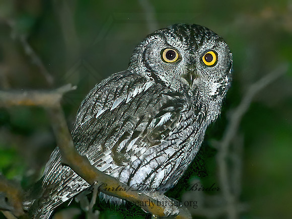Megascops kennicottii  WESTERN SCREECH OWL 6040573z
