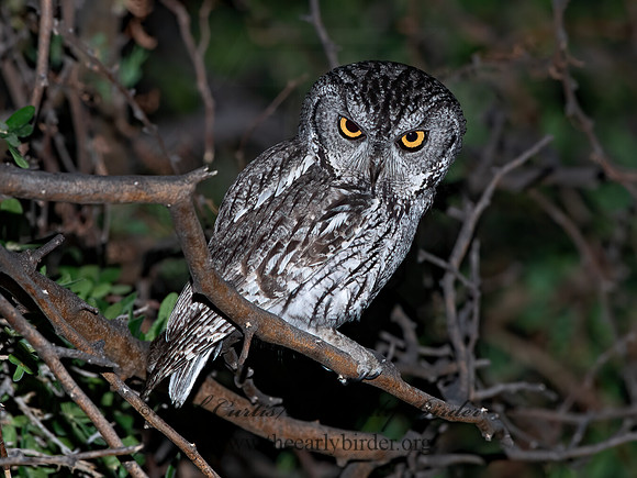 Megascops kennicottii  WESTERN SCREECH OWL 6040569z