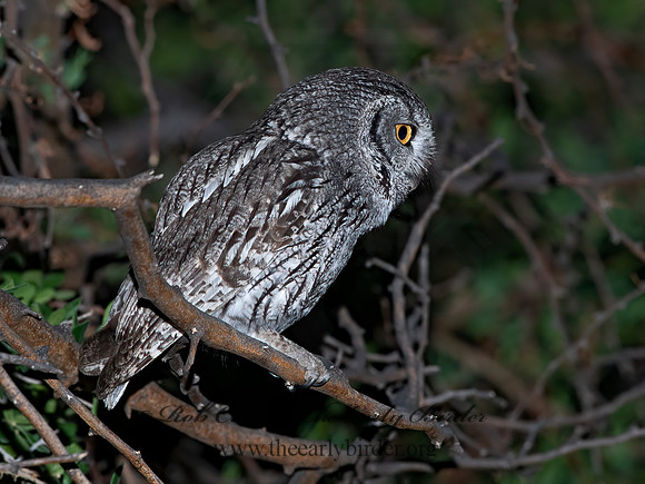 Megascops kennicottii  WESTERN SCREECH OWL 6040567z
