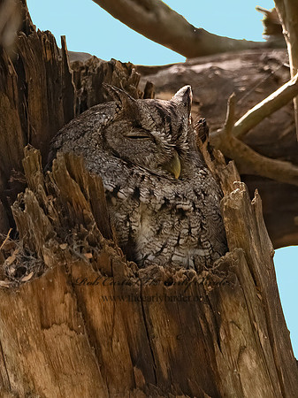 Megascops kennicottii  WESTERN SCREECH OWL 3030790z
