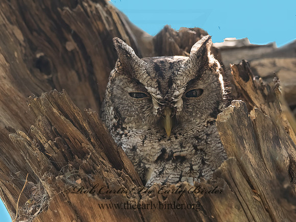 Megascops kennicottii  WESTERN SCREECH OWL 3030795z