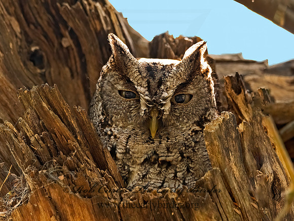 Megascops kennicottii  WESTERN SCREECH OWL 3030794z