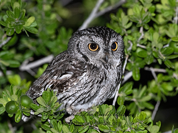 Megascops kennicottii  WESTERN SCREECH OWL 3038284z