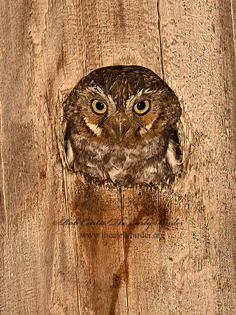 Micrathene whitneyi  ELF OWL 3031781z