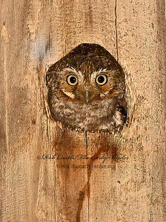 Micrathene whitneyi  ELF OWL 3031783z