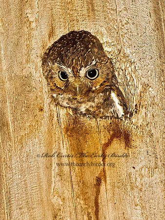 Micrathene whitneyi  ELF OWL 3031724z