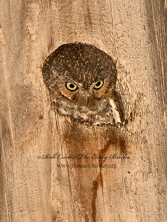 Micrathene whitneyi  ELF OWL 3031721z