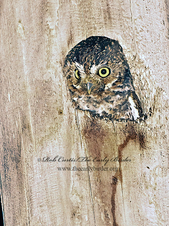 Micrathene whitneyi  ELF OWL 3031734z
