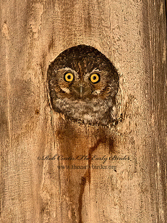 Micrathene whitneyi  ELF OWL 3031732z