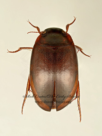 Agabus  AGABINI DIVING BEETLE9019444z