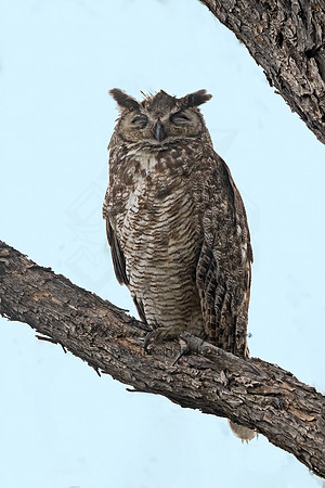 Bubo virginianus  GREAT HORNED OWL 3038593z