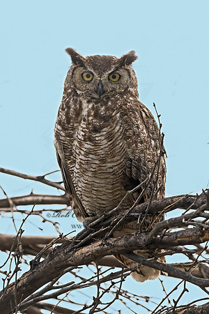 Bubo virginianus  GREAT HORNED OWL 3038585z
