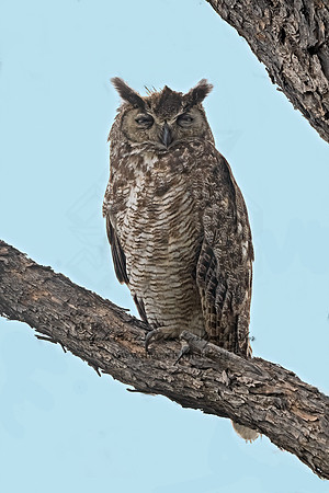 Bubo virginianus  GREAT HORNED OWL 3038591z