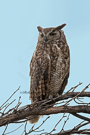 Bubo virginianus  GREAT HORNED OWL 3038590z