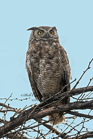 Bubo virginianus  GREAT HORNED OWL 3038587z