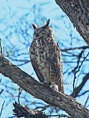 Bubo virginianus  GREAT HORNED OWL 3038599z