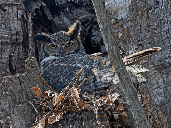 Bubo virginianus  GREAT HORNED OWL 3028127z