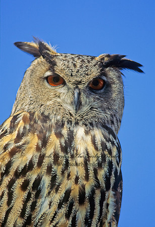 Bubo bubo  EAGLE OWL 125419z