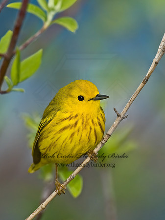 Setophaga petechia  YELLOW WARBLER 6005076z